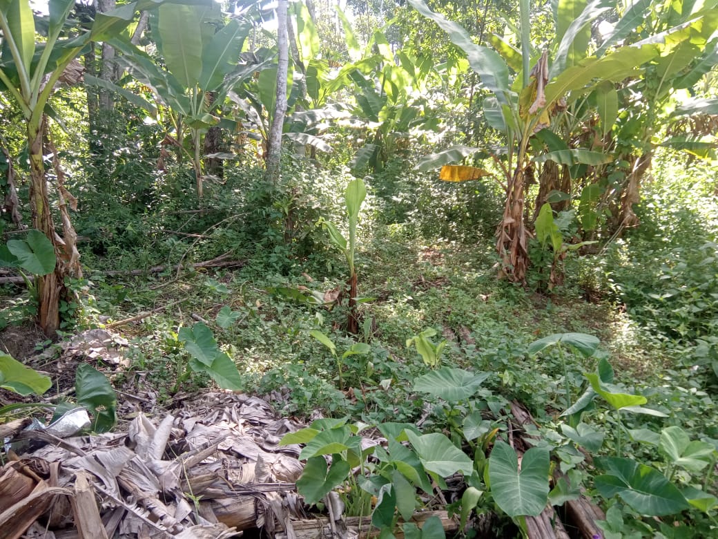 Terreno à venda em Ubatumirim Ubatuba SP – vista 1